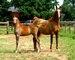 Lotus Nebet and filly by Ansata Nadeem