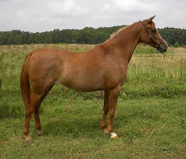 Lotus Nebet as a young mare