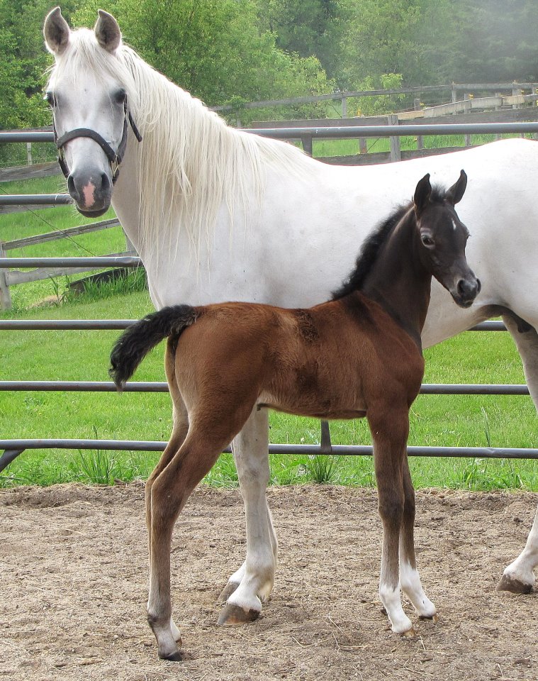 Lotus Petrena and her 2012 filly by Besson Carol