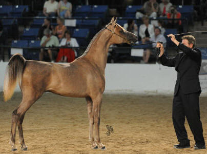 Desert Bell grandson