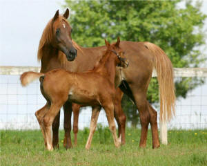 Lotus Nasira and 2013 filly by Ansata Nadeem