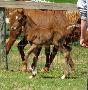Lotus Nebet's 2013 filly by Ansata Nadeem