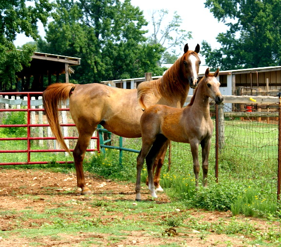 Lotus Nebet and filly by Ansata Nadeem