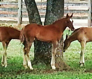 Lotus Nebet's 2013 filly by Ansata Nadeem